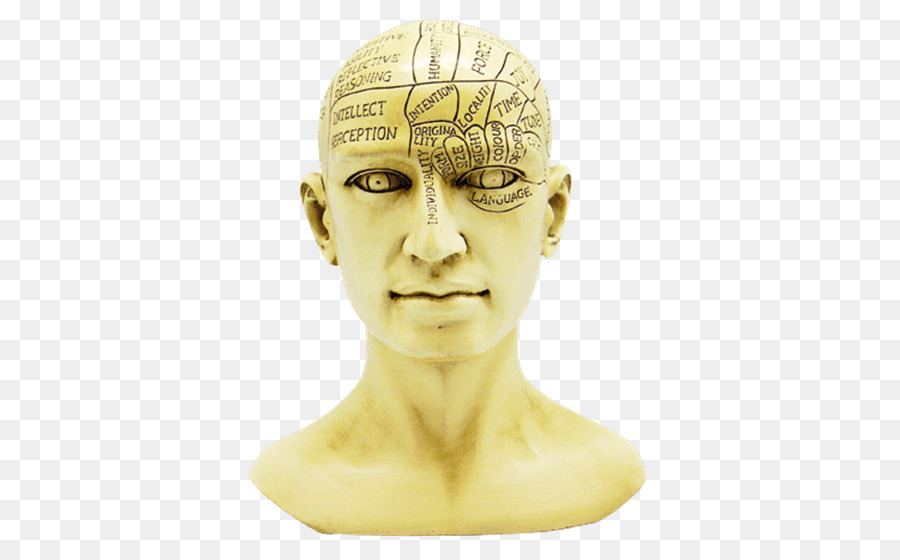 Phrenology，Crânio PNG