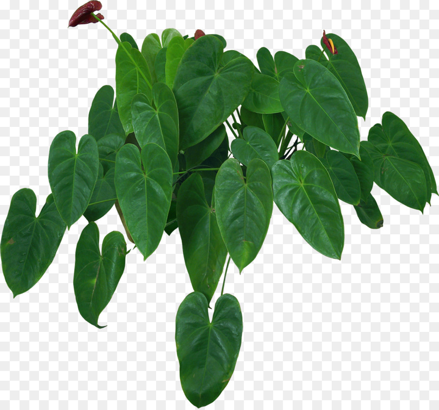 Plantas De Interior，Planta De Casa PNG