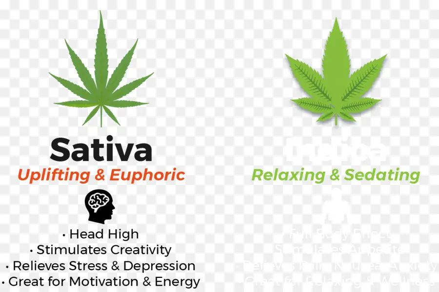 Sativa E Indica，Cannabis PNG