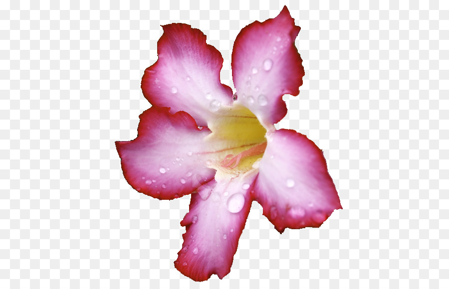 Flor Amarela，Pétalas PNG