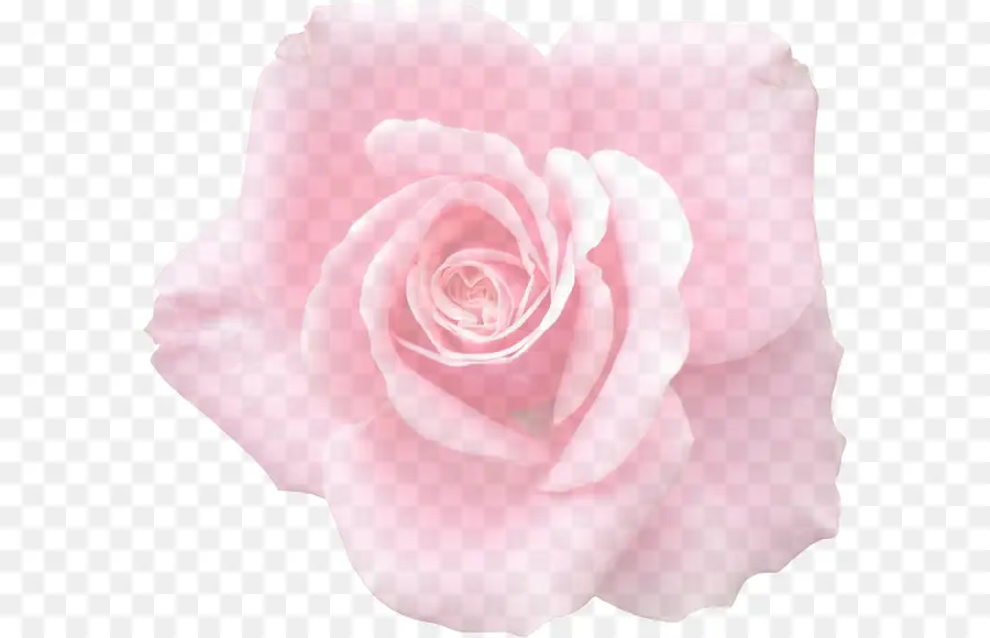 Rosa Rosa，Florescer PNG