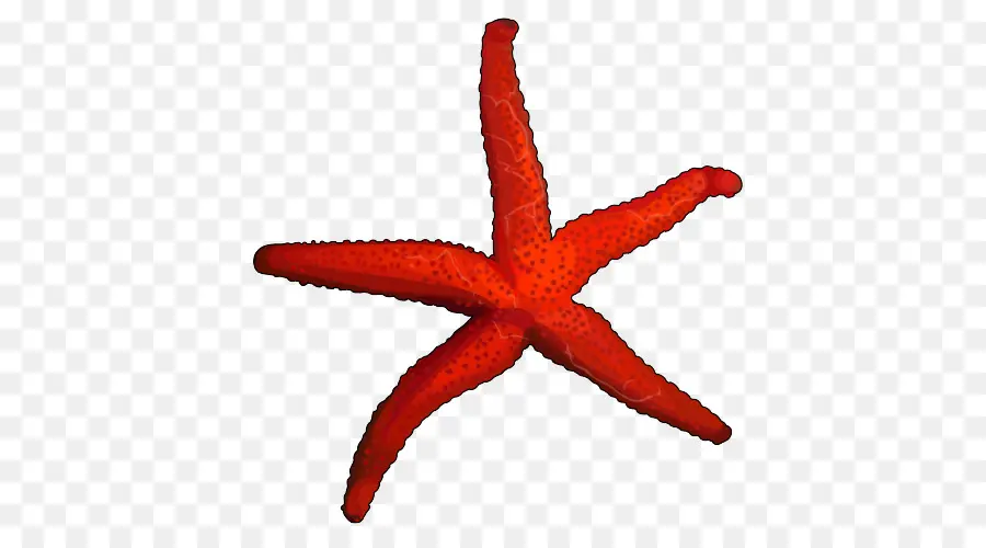 Estrela Do Mar，Invertebrados Marinhos PNG