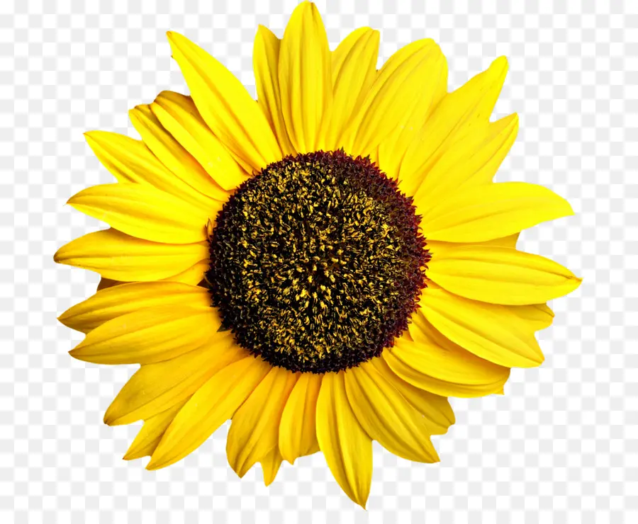 Flor，Amarelo PNG