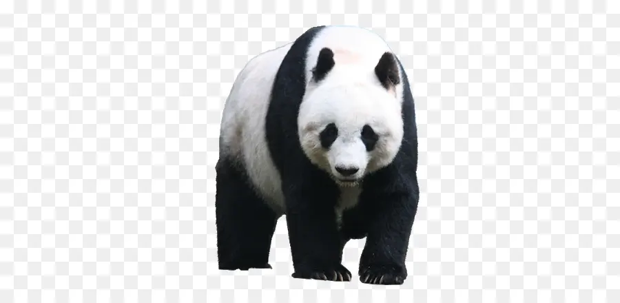 Panda，Urso PNG