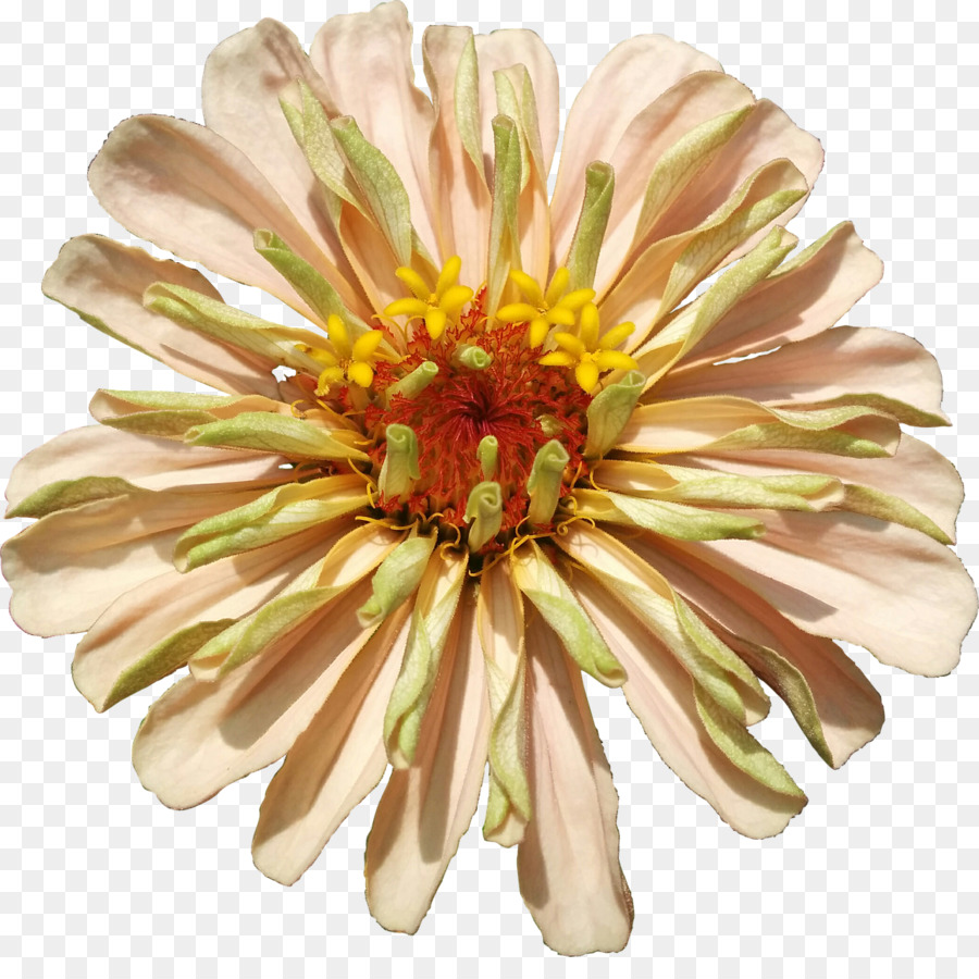 Crisântemo，Transvaal Daisy PNG