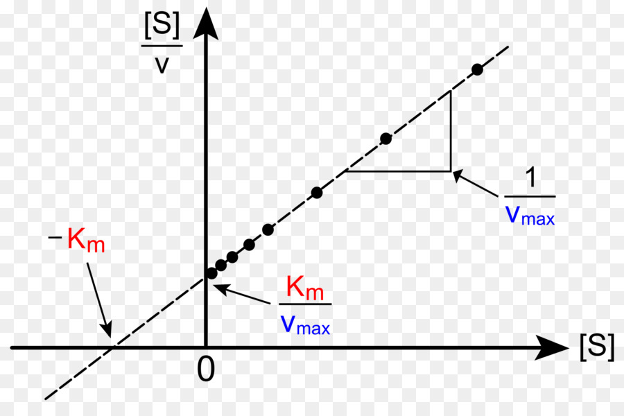 Lineweaverburk Lote，Cinética Enzimática PNG