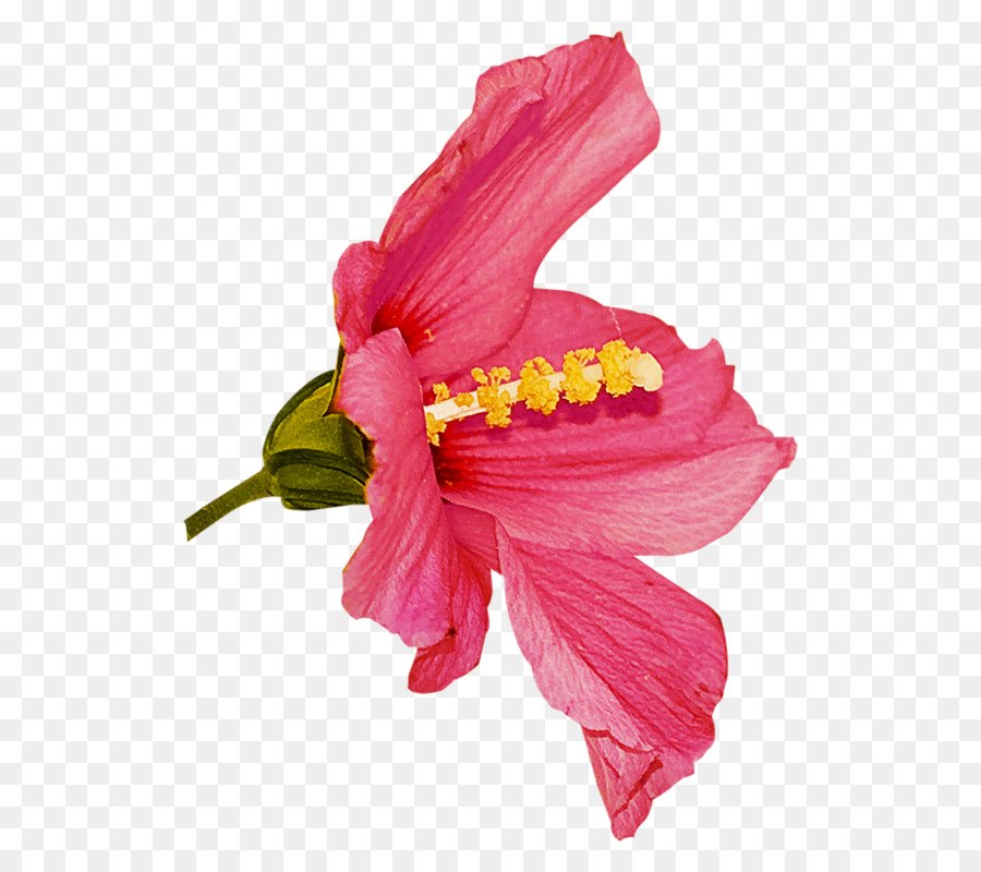 Flor，Rosa PNG