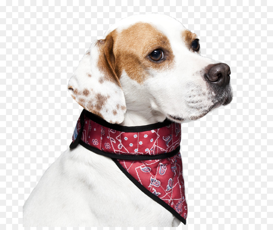 Raça Do Cão，Beagle PNG