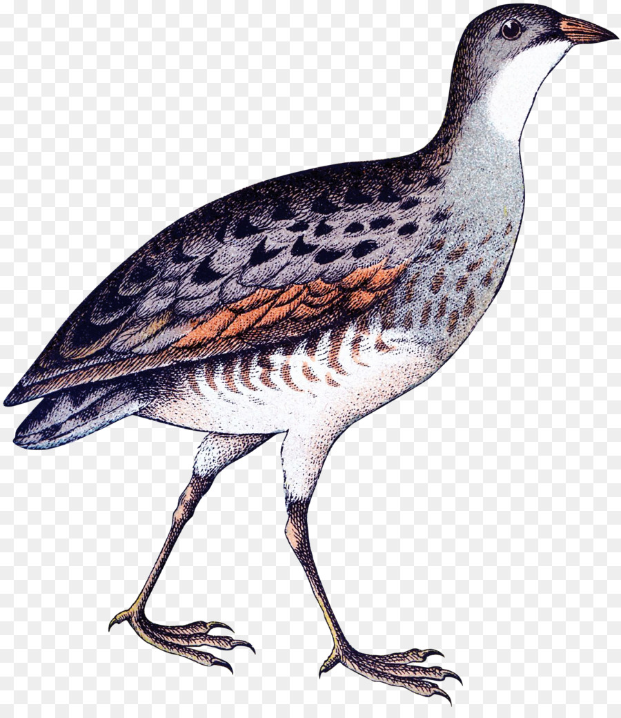 Partridge，Bico PNG