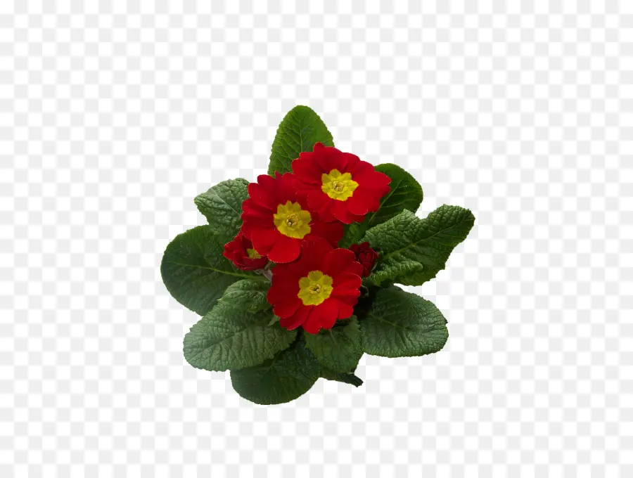 Flores Vermelhas，Florescer PNG