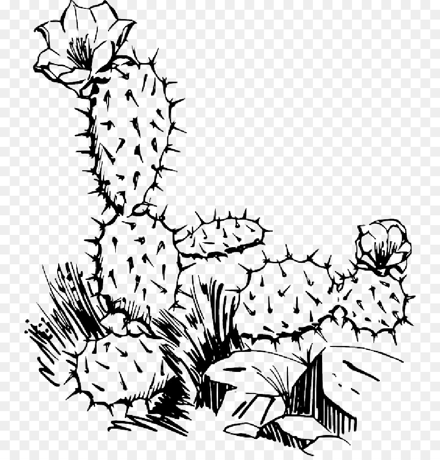 Cactus, Branco, Desenho png transparente grátis