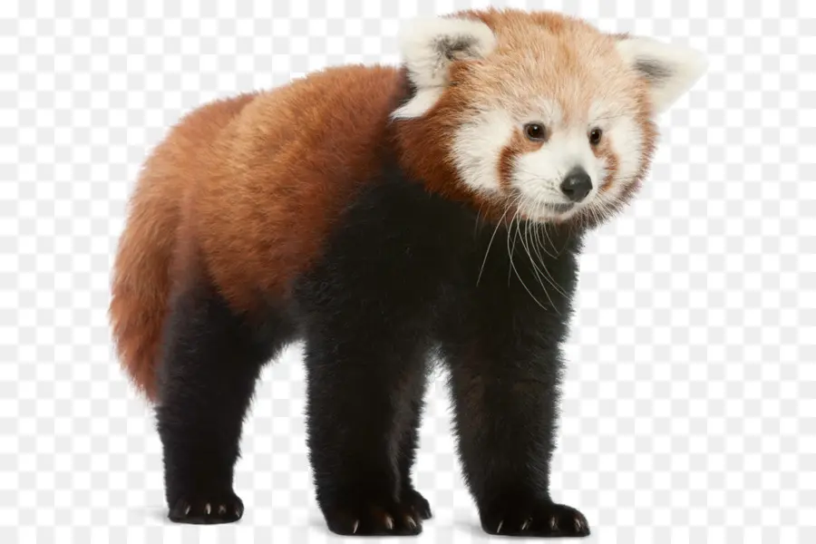 Panda Vermelho，Panda Gigante PNG