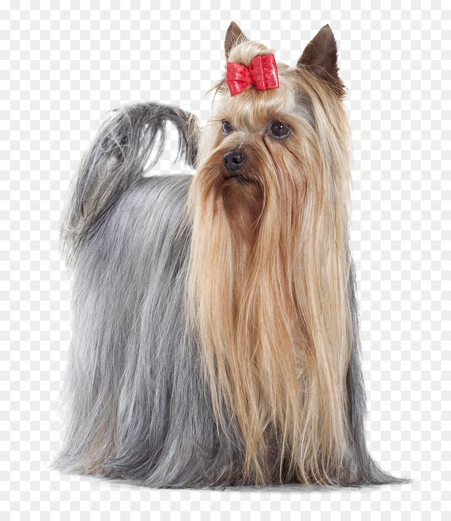 Yorkshire Terrier，Australiano Silky Terrier PNG