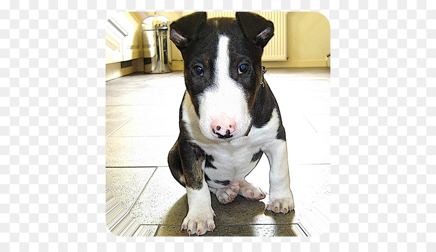 Bull Terrier，Miniatura Do Bull Terrier PNG