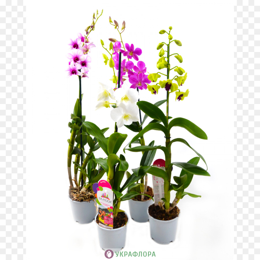 Traça Orquídeas，Dendrobium PNG