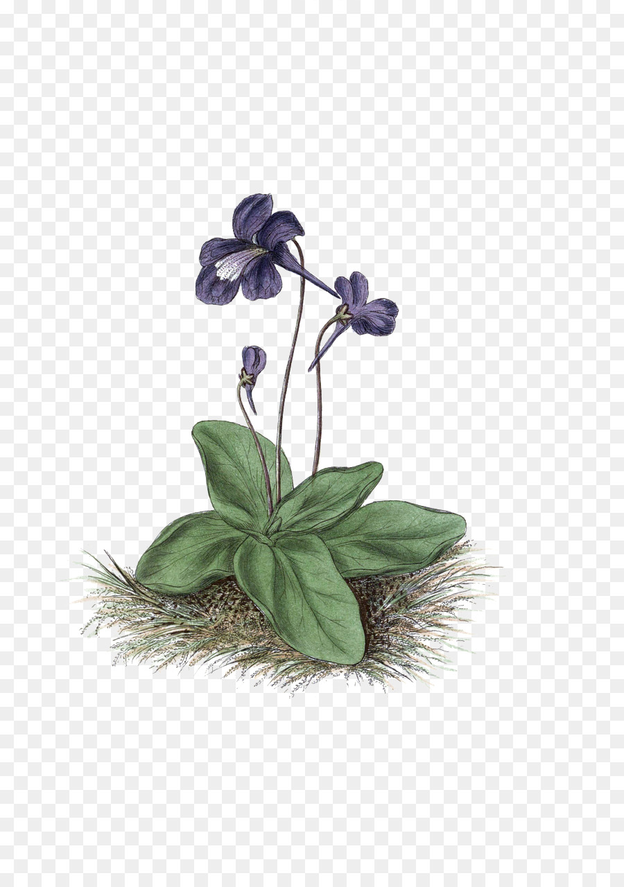 Flor Violeta，Flor PNG