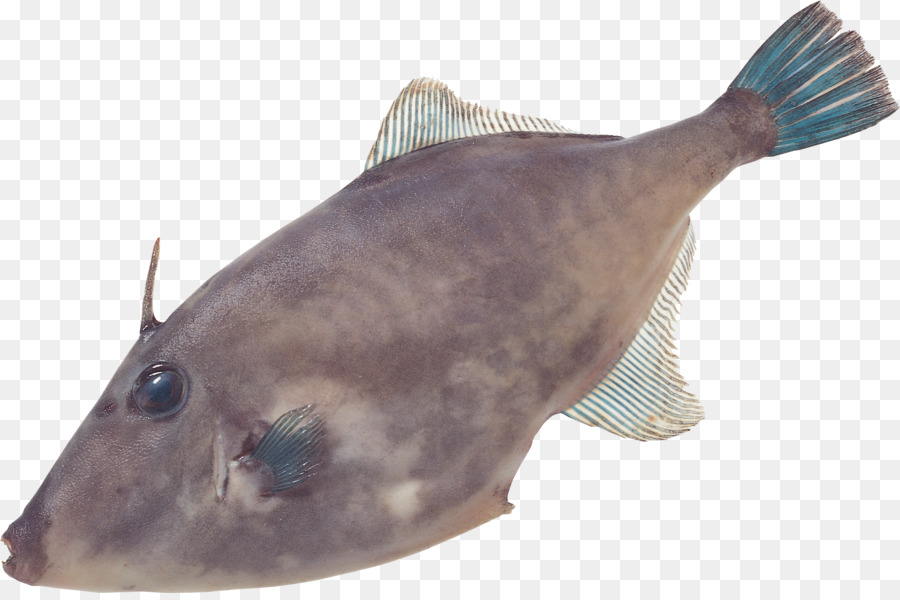 Peixe，Aquático PNG