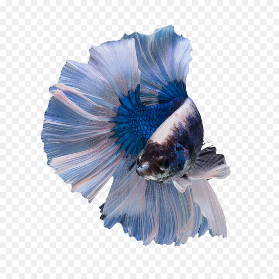 Peixe Beta，Betta PNG