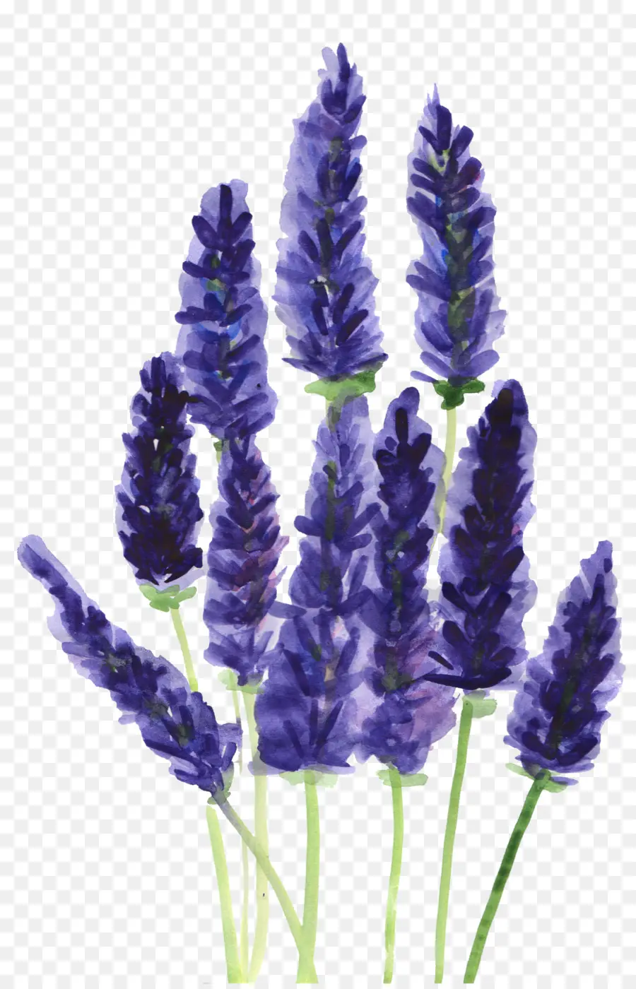 Lavanda，Aquarela Flores PNG