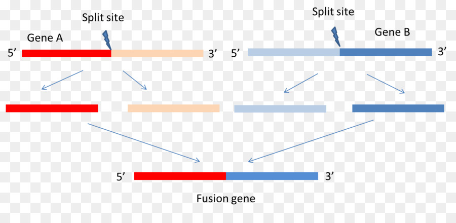 A Fusão Do Gene，A Expressão Do Gene PNG