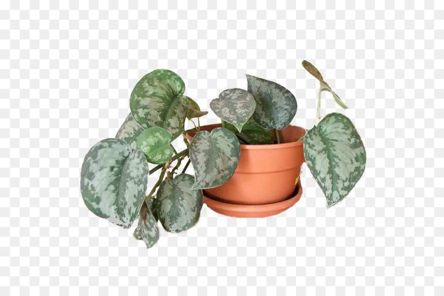 Diabo Ivy，Philodendron PNG