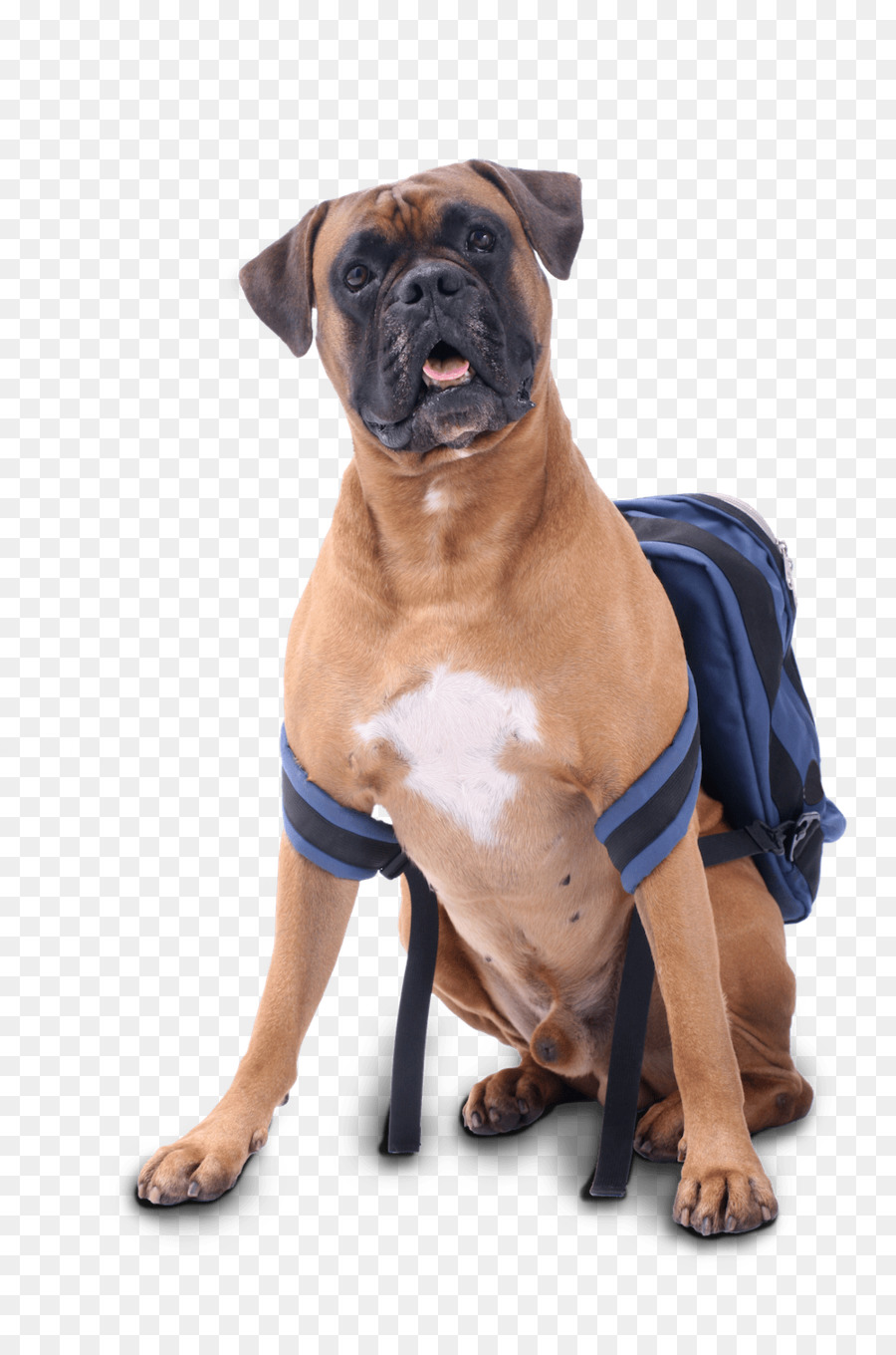 Raça Do Cão，Boerboel PNG