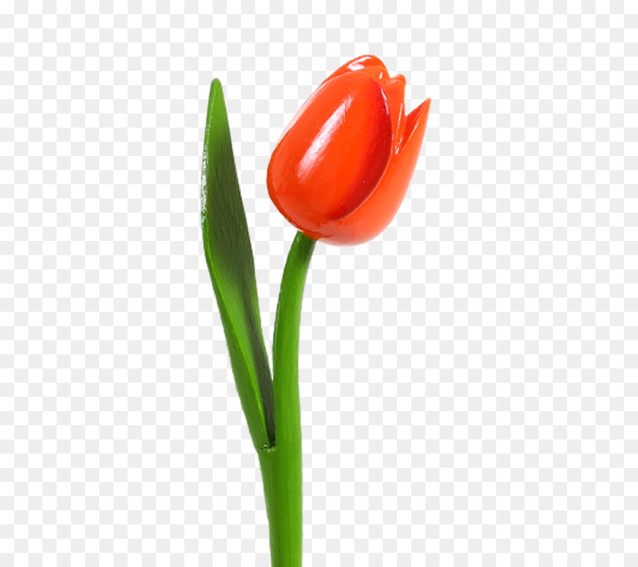 Tulip，Pétala PNG