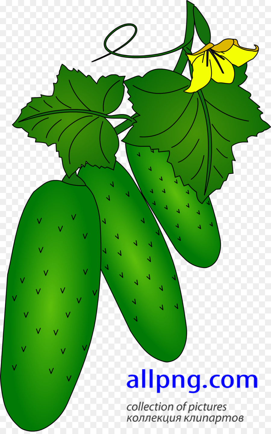 Folha，Frutas PNG