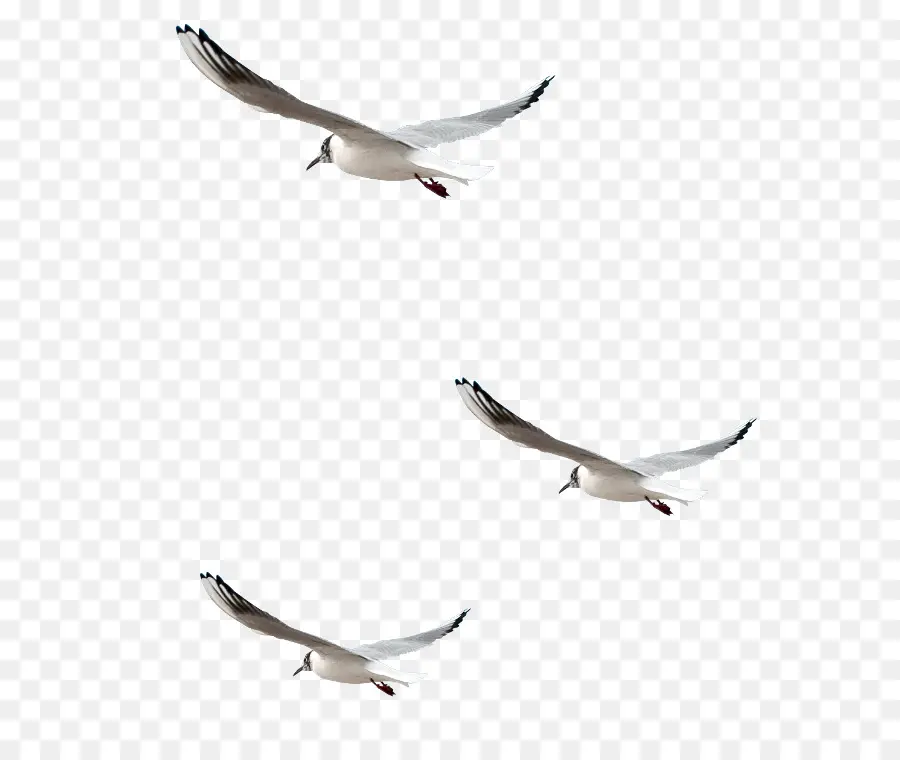 Gaivotas Voadoras，Gaivotas PNG