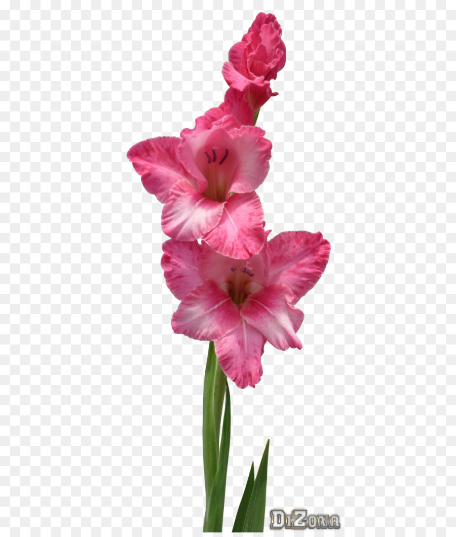 Gladiolus，Fotografia PNG