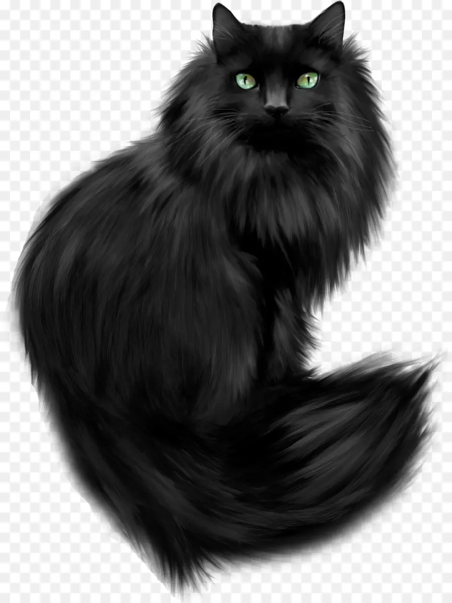 Gato Persa，Maine Coon PNG