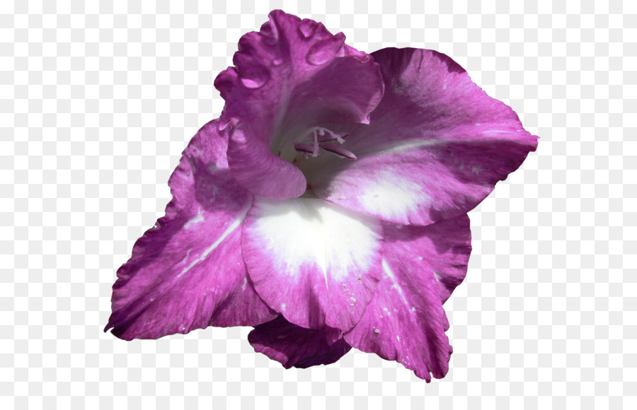 Flor De Íris，Roxo PNG