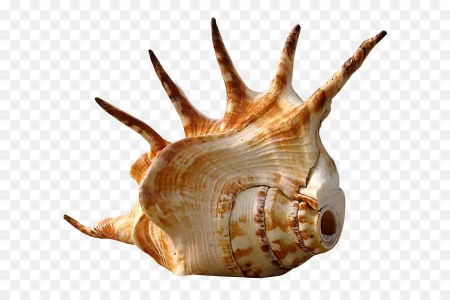 Seashell，Mar PNG