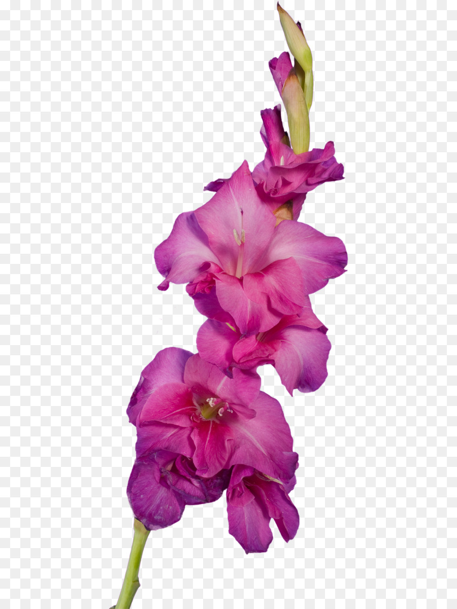 Gladíolo Rosa，Florescer PNG