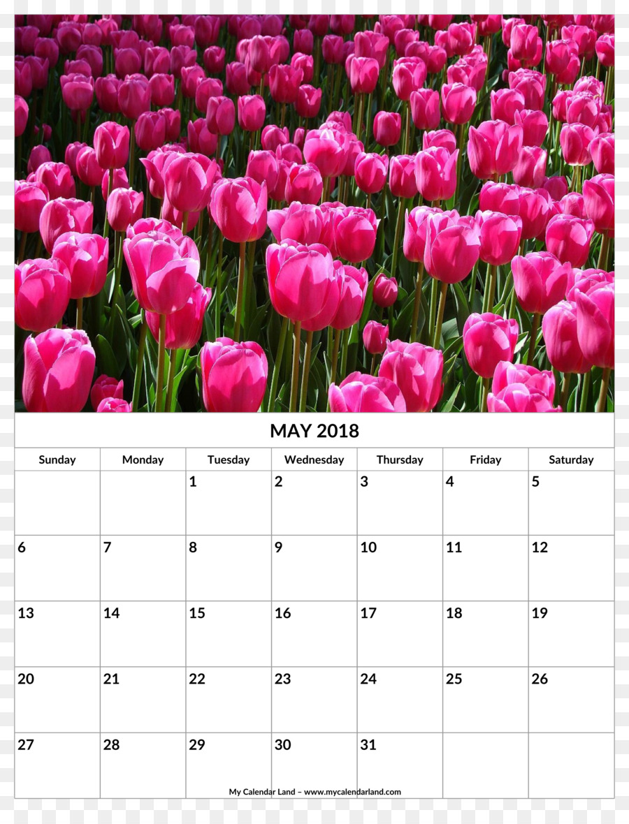 Tulip，Calendário PNG