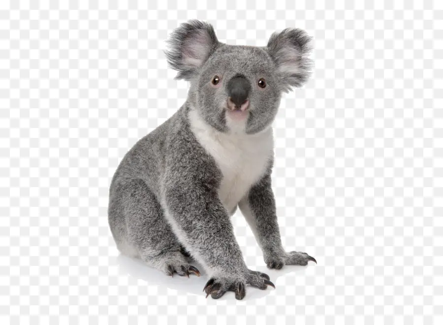 Koala，Aprender A Desenhar Animais Do Zoológico Stepbystep Instruções Para Mais De 25 Animais Do Zoológico PNG