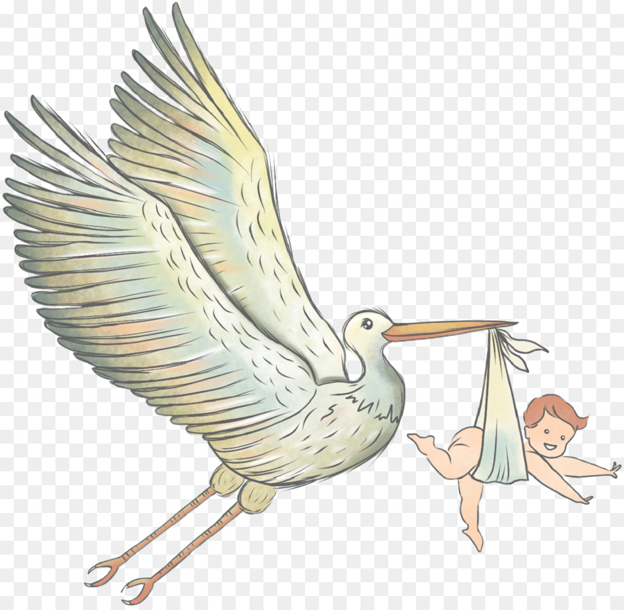 Bico，Aves PNG