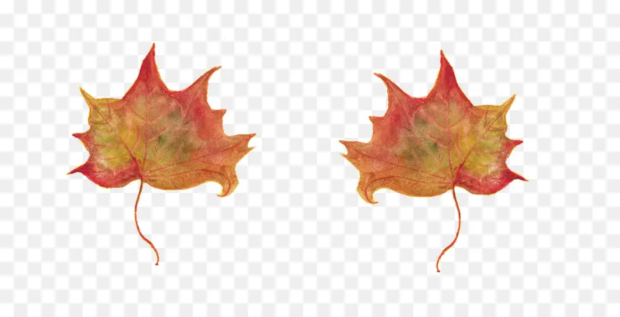 Em Qualquer Manhã De Setembro De，Maple Leaf PNG