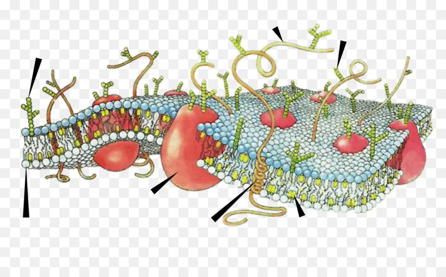 As Membranas Celulares，Membranas Biológicas PNG