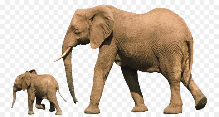 Elefante Africano，Elefante Bébé PNG