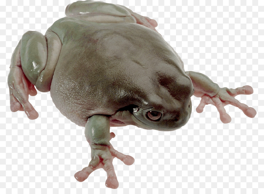 Toad，Sapo PNG