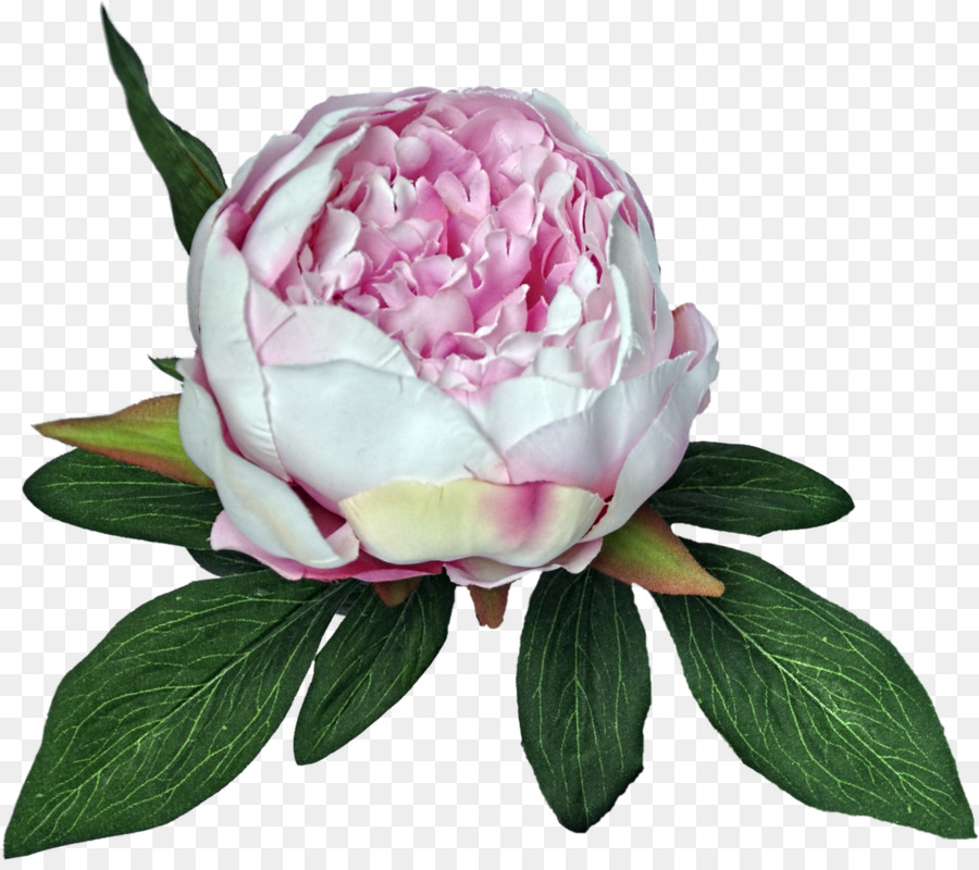 Flor Rosa，Florescer PNG