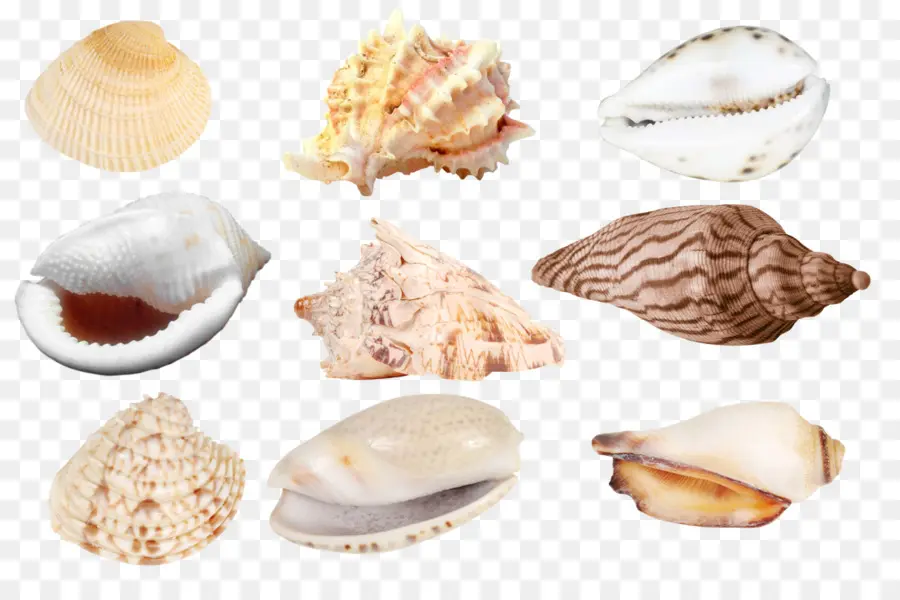 Conchas，Oceano PNG