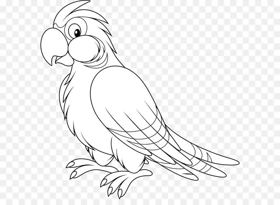 Papagaio，Aves PNG