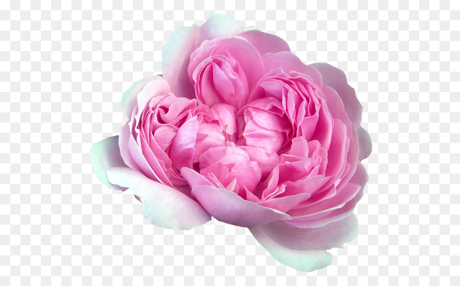 Flor Rosa，Florescer PNG