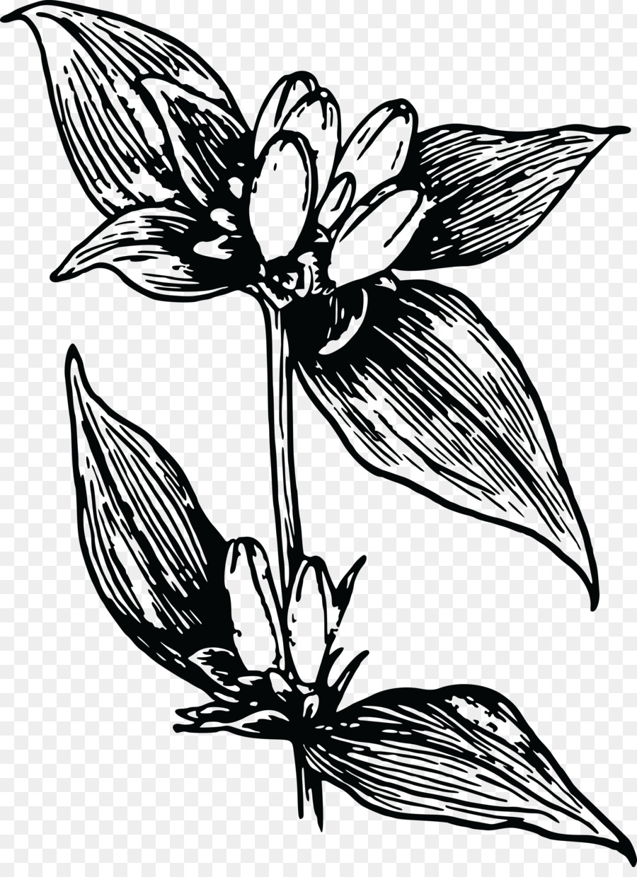 Flor，Genciana PNG