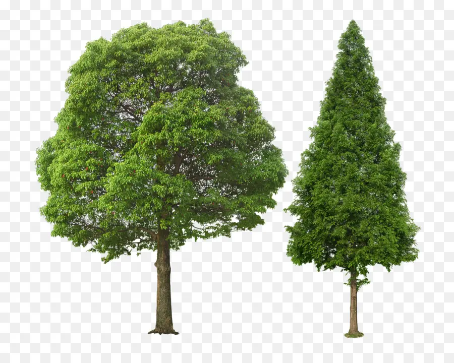 árvore，Maple PNG