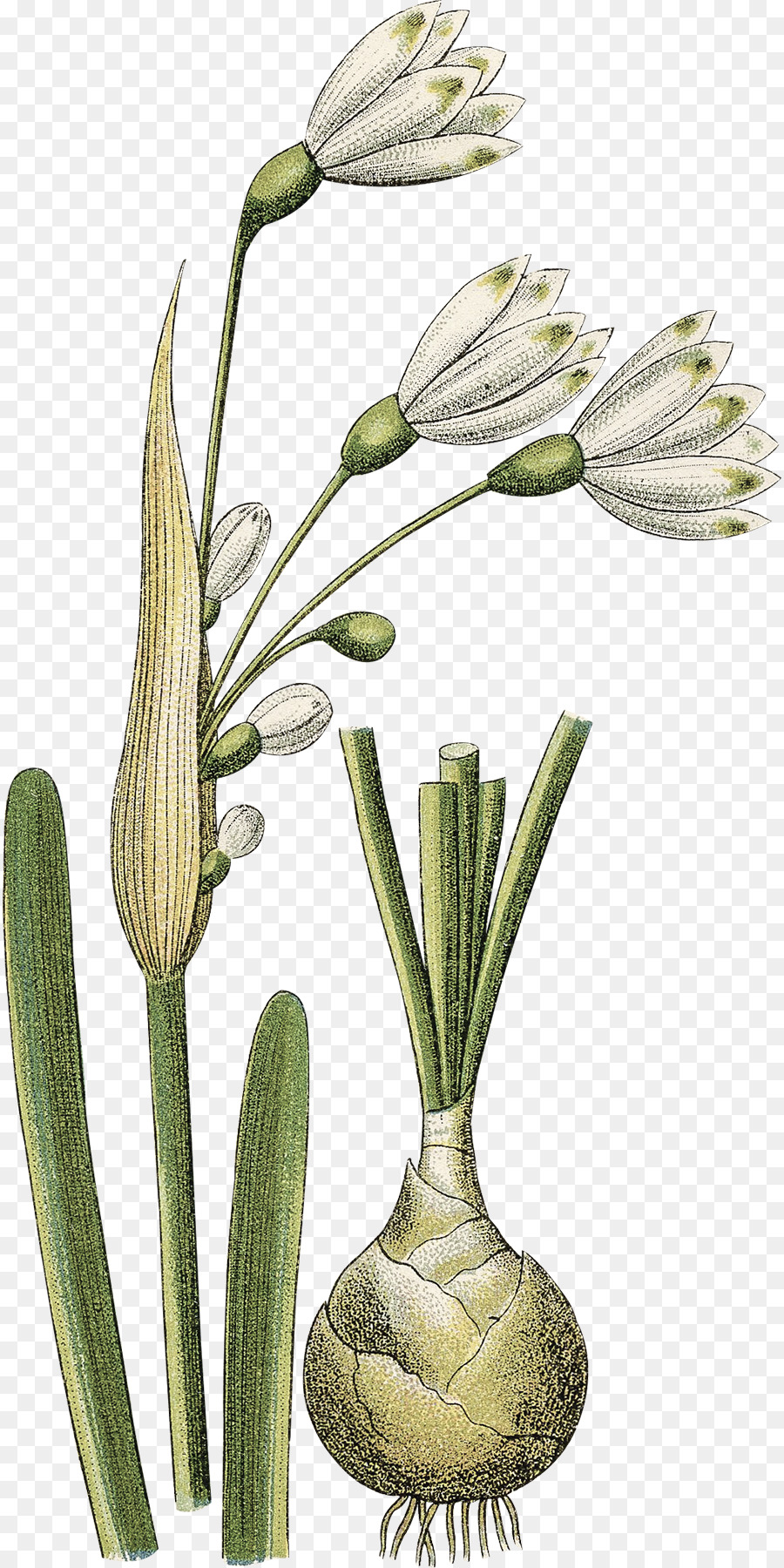 Gramíneas，Flowerpot PNG