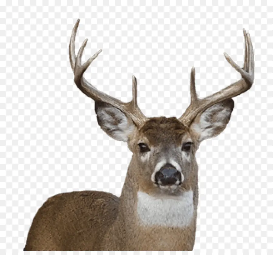 Deer，Whitetailed Veado PNG