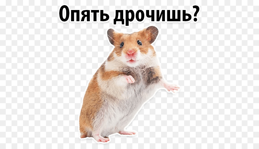 Hamster，Texto PNG